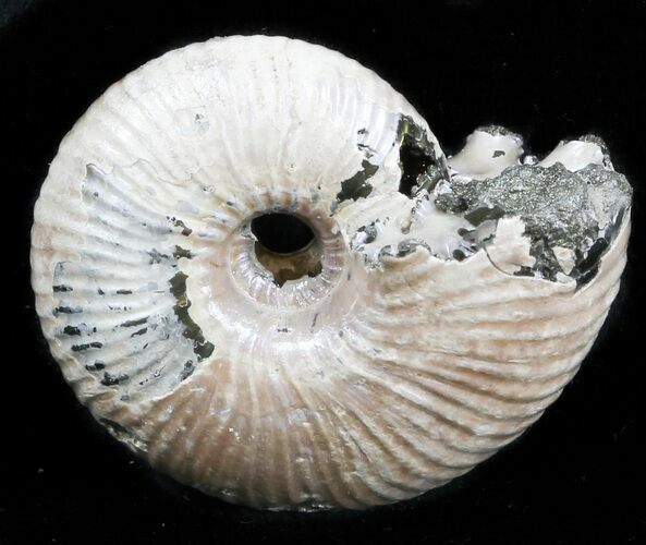 Iridescent Ammonite (Eboraciceras) Fossil - Russia #34620